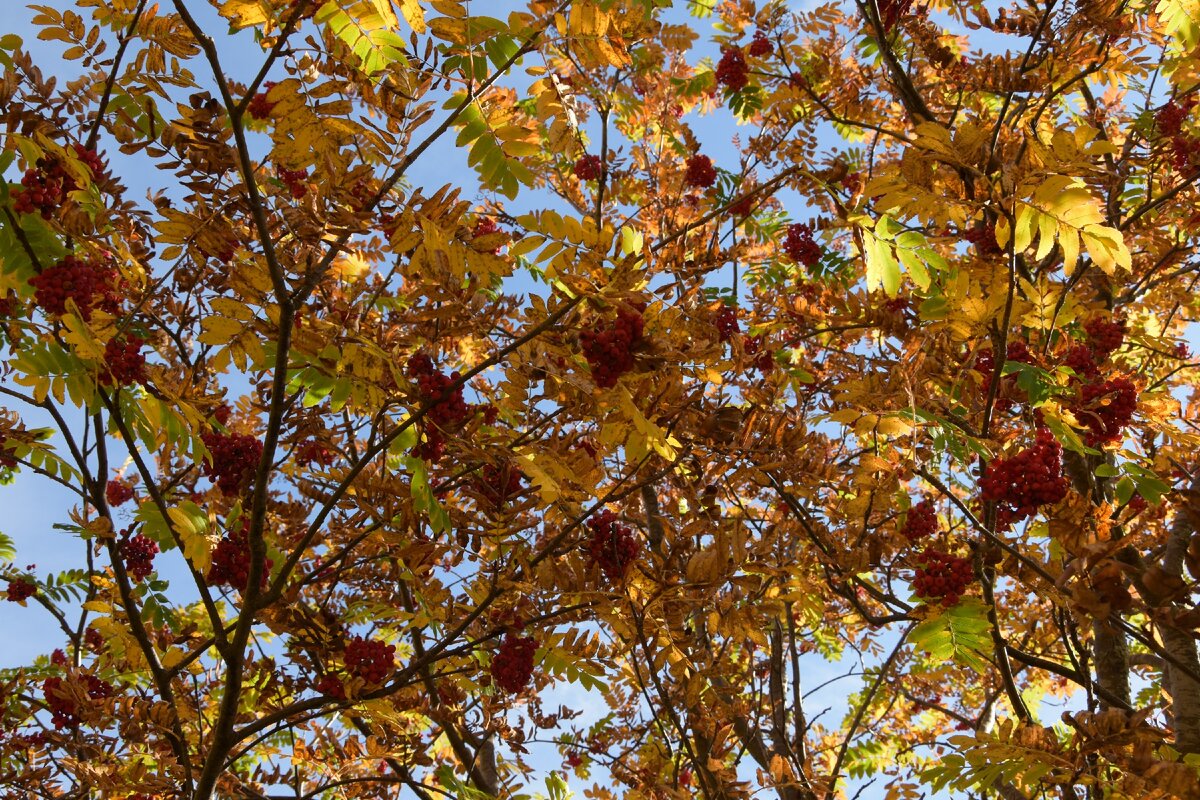Дерево рябины.
