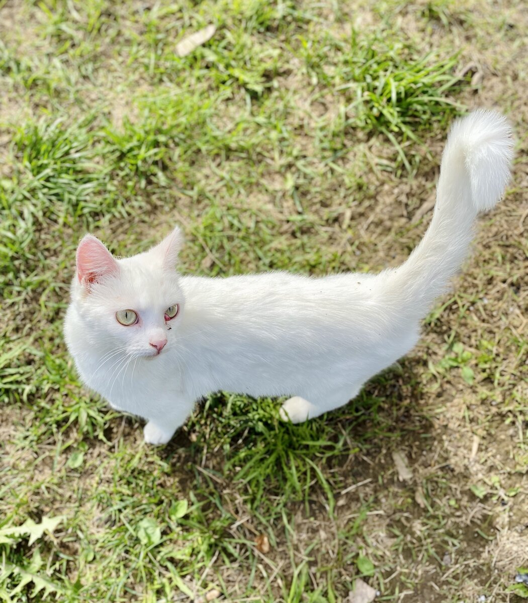 Сама нежность