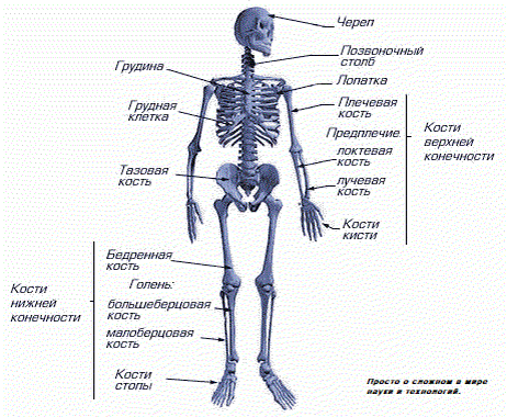 Состав скелета человека
