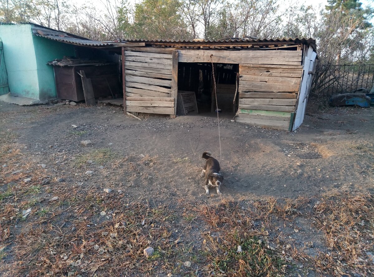 Хорошая собачка, она рада всем)) 