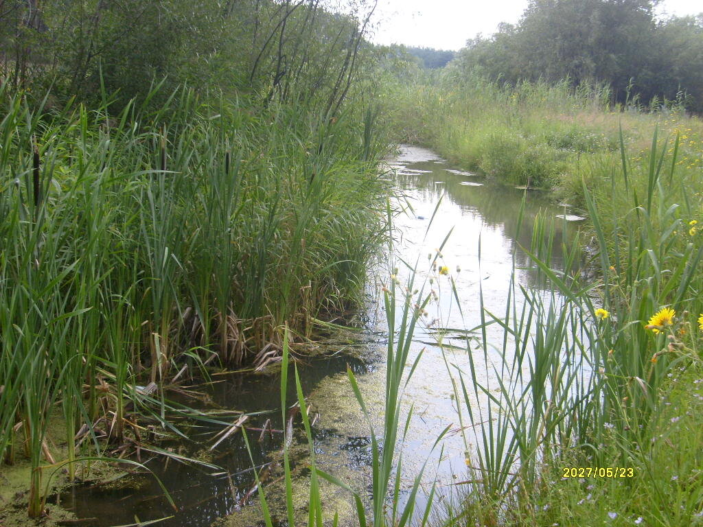 Ручей в сосновом бору. Фото Ольги Строевой. Ссылка: https://vk.com/stroevalfk