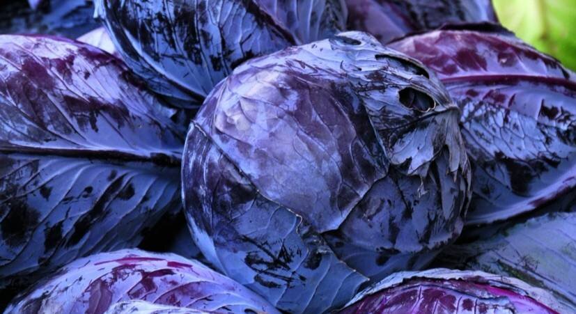 Источник фото ogorodniki.com.