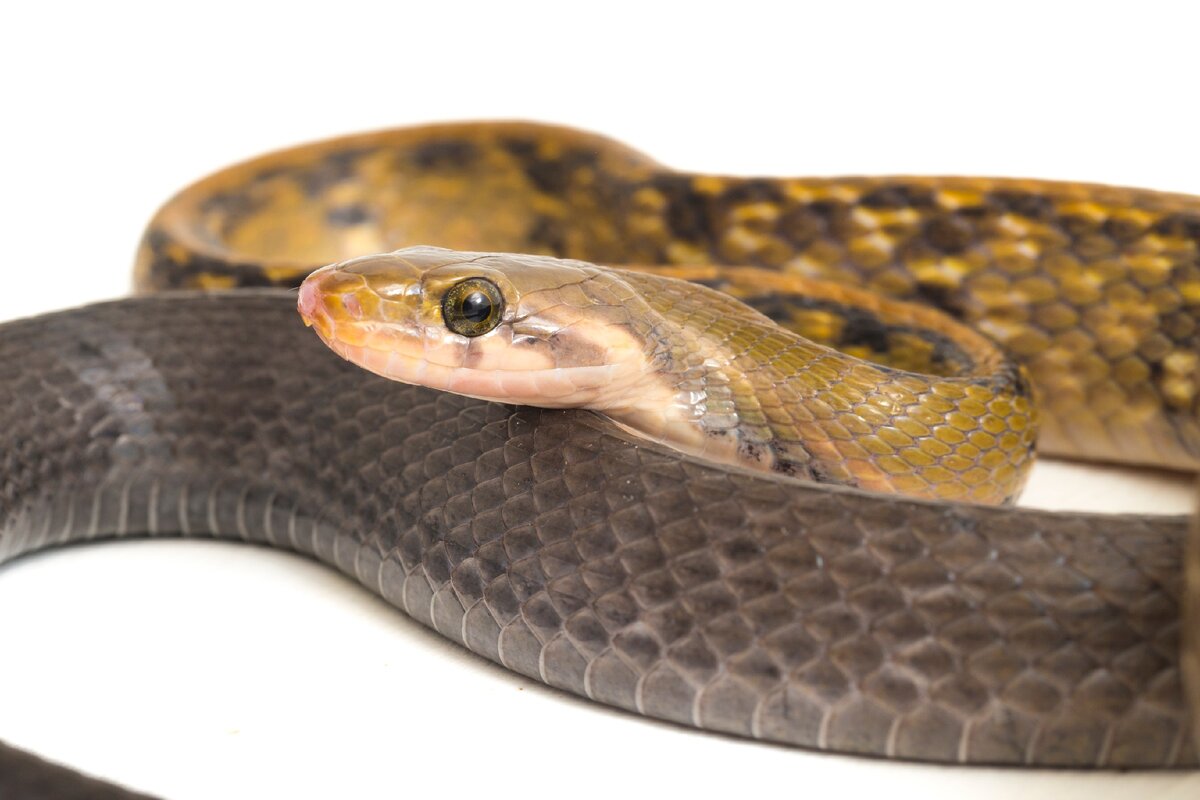 Сны о змеях ничего хорошего не сулят.