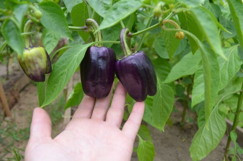 На кусте эффектно смотрится.