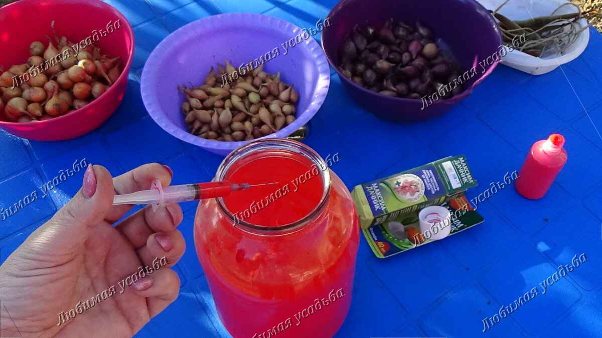 Раствор для протравливания лука севка 4 мл Максим \2 литра воды.  Время протравливания 1-2 часа