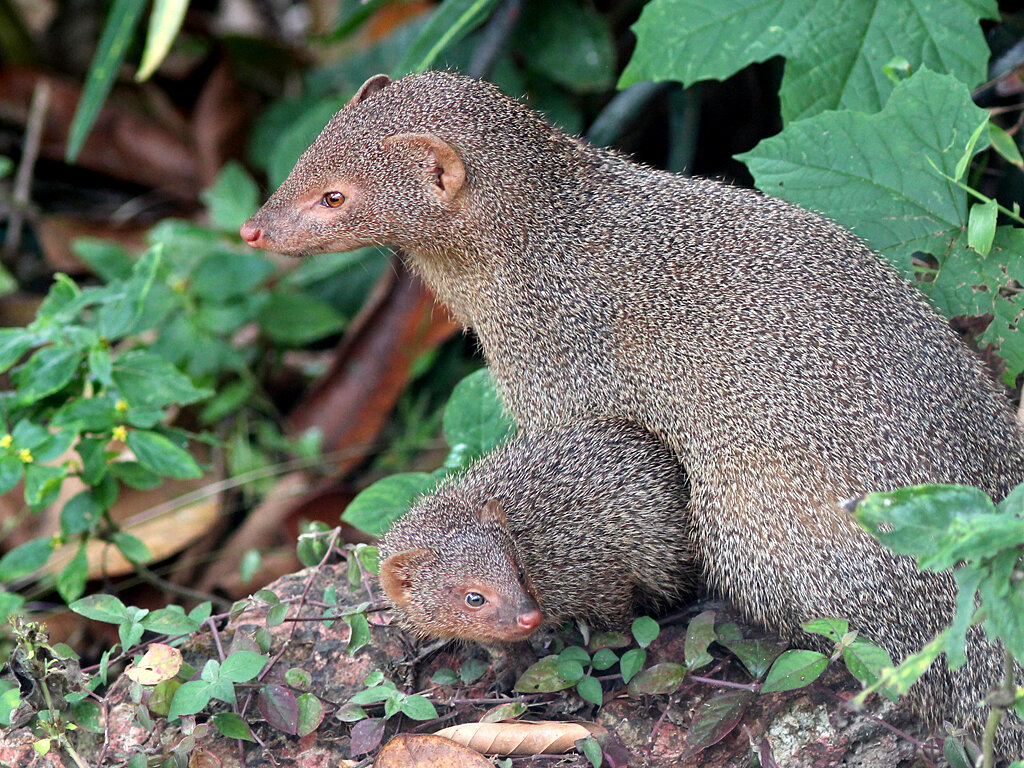 Mongoose. Египетский Мангуст ихневмон. Мангуст индийский серый Мунго. Мунго Даррелла. Яванский Мангуст.