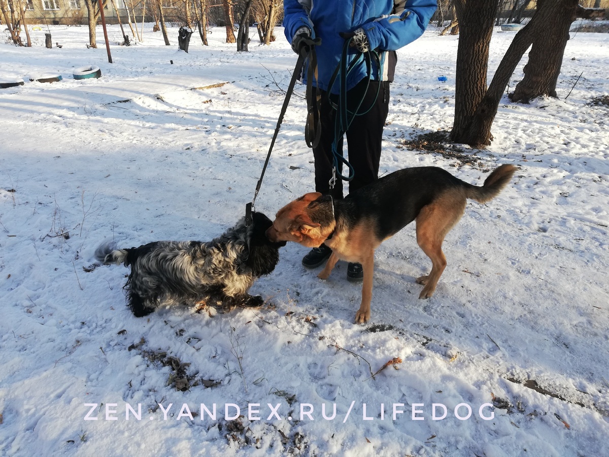 Джерри и Джесси