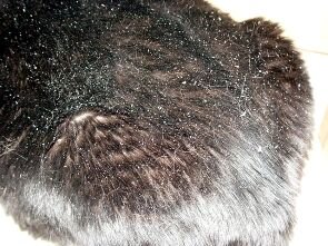 У домашних кошек, вследствие разнообразнейших причин, могут возникать заболевания кожи, при которых сальные железы производят слишком большое количество кожного сала - «себума» - выделяемого секрета. Чаще всего это заметно у животных с темным цветом шерсти, особенно, на мордочке животного, в области щек и крупа. Хотя при ближайшем рассмотрении характерные признаки можно различить и у светлых кошек. Кожа кошки под остевой шерстью и подшерстком выглядит жирной, чешуйчатой и как бы «слоеной», часто присутствует зуд и краснота.