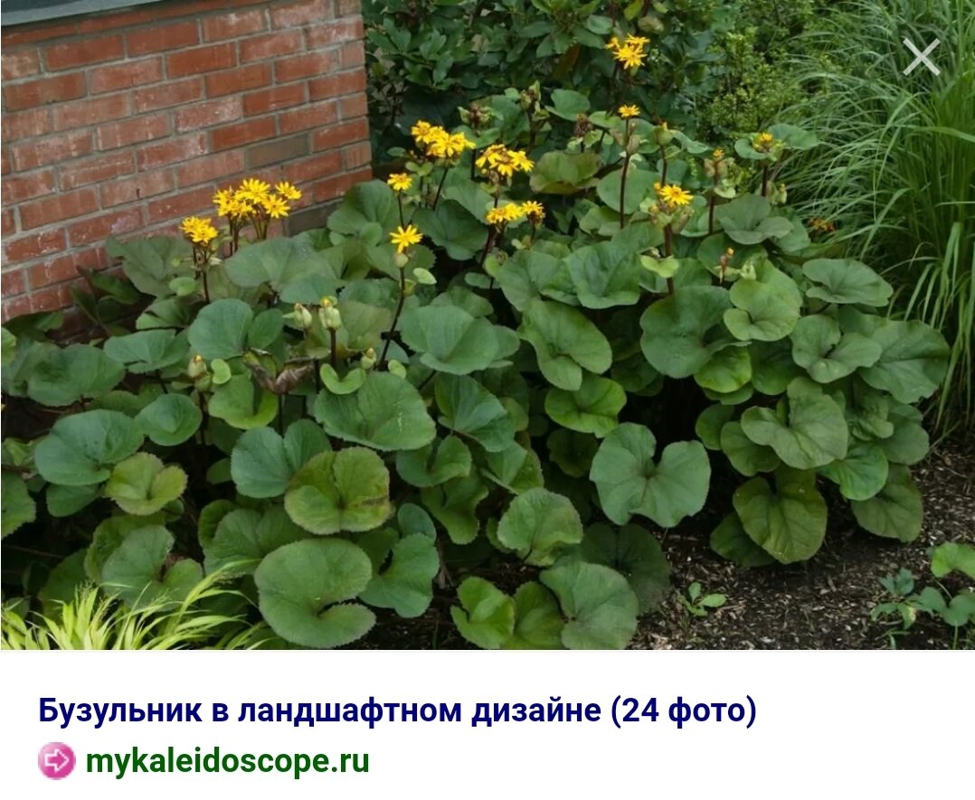 Шикарный многолетник, предпочитающий глухую тень - мой бузульник ...