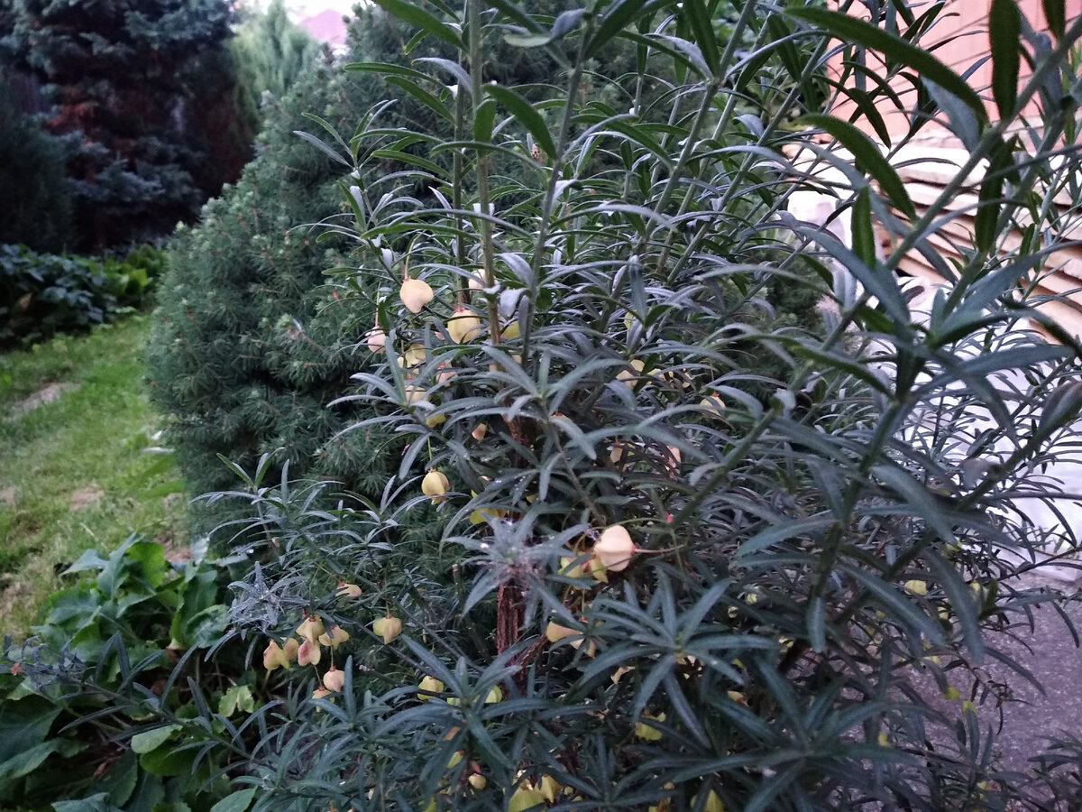 За этот сезон побеги вытянулись на больше, чем полметра