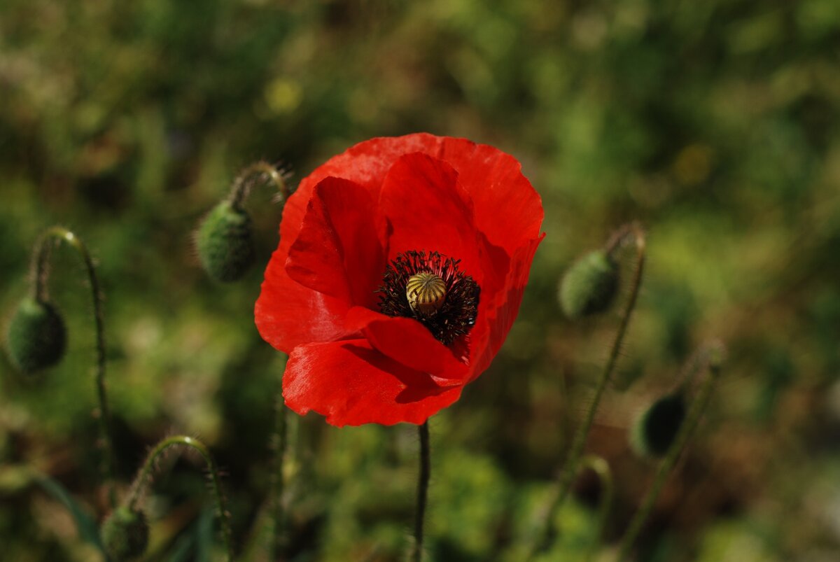 А маки? Крымские маковые поля - это нечто прекрасное. Жалею, что так и не увидела их снова.