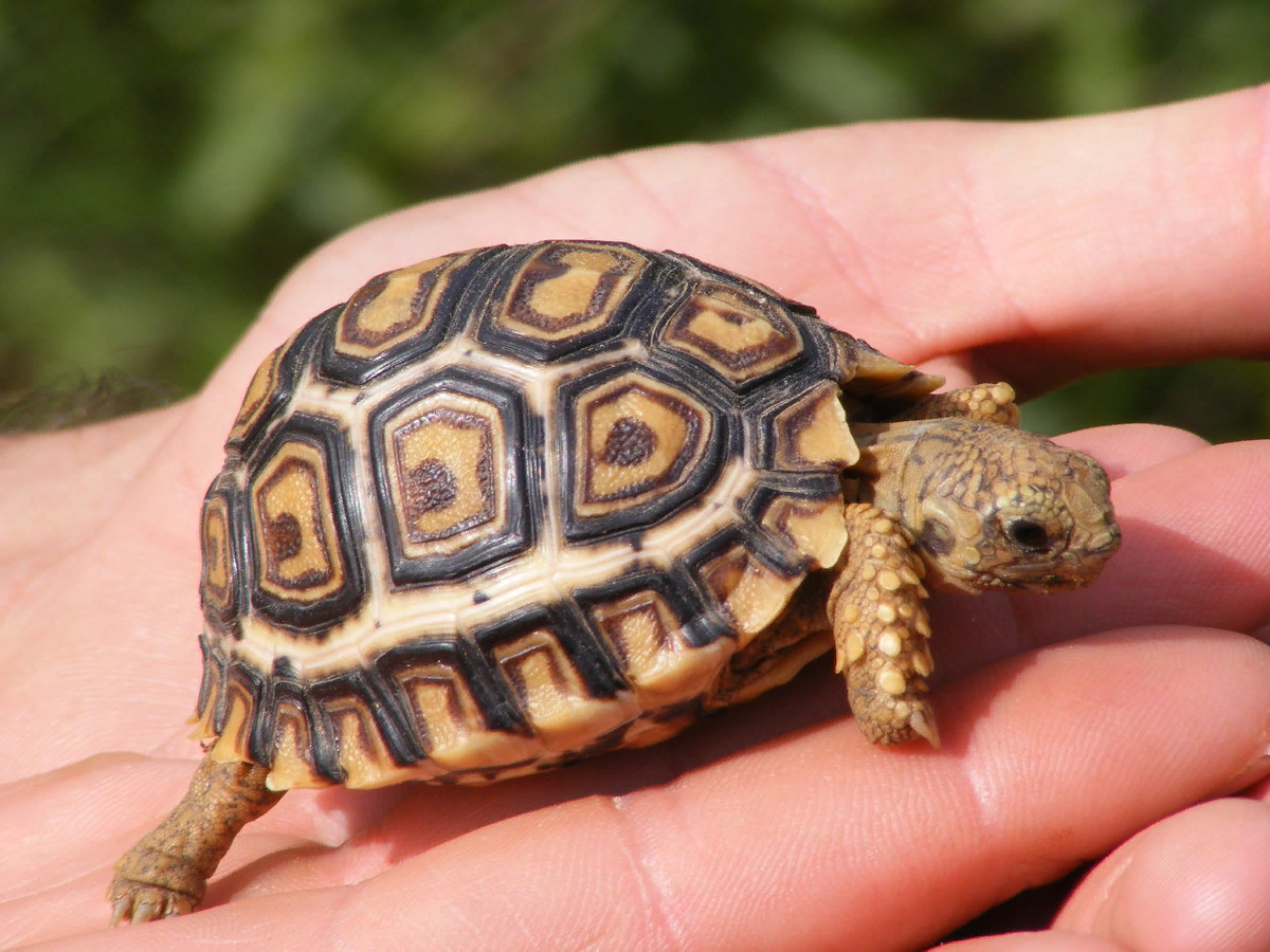 Сухопутные черепахи животное-долгожитель | Животный мир | Дзен