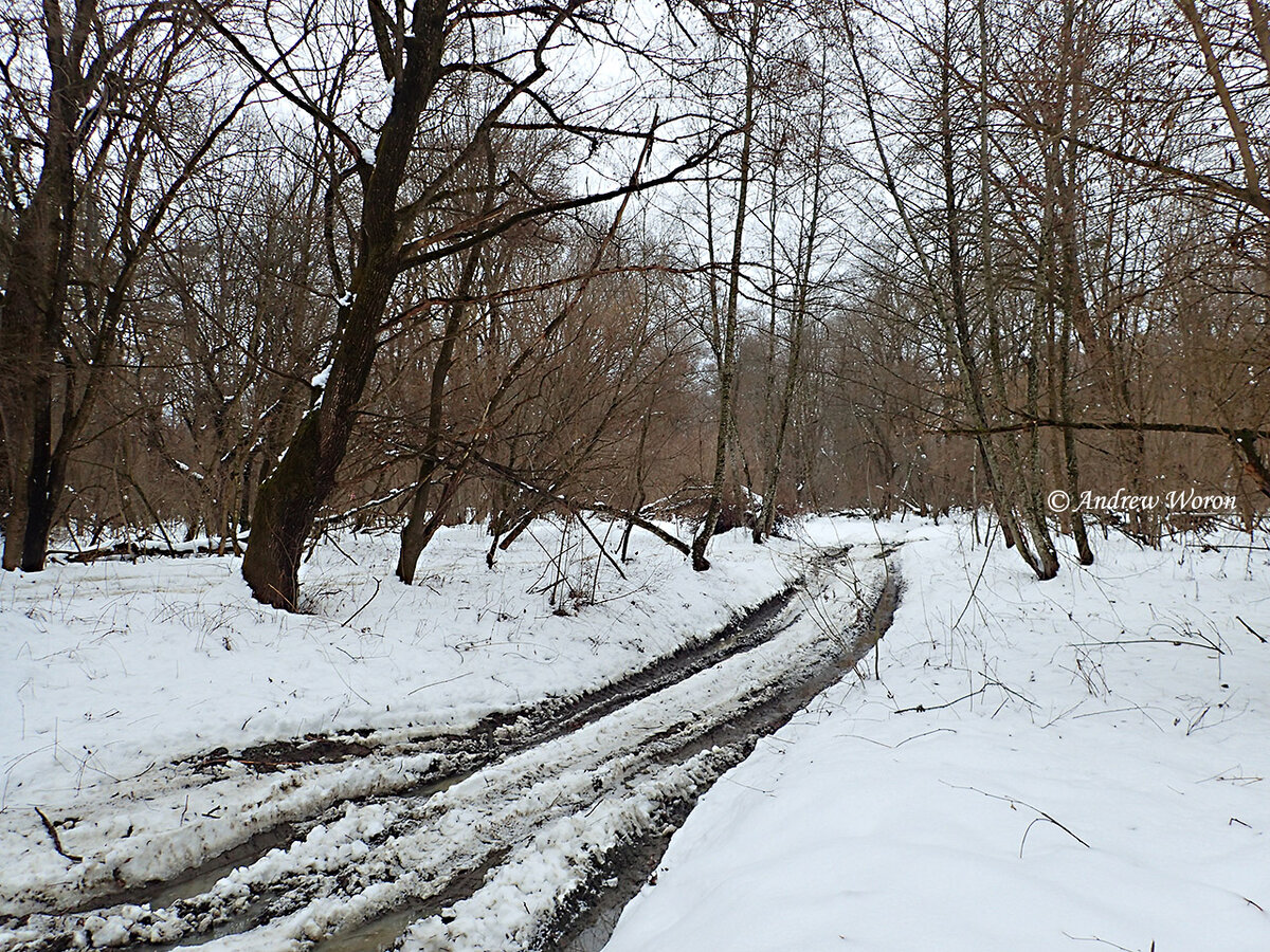 Дорога через лес, к броду