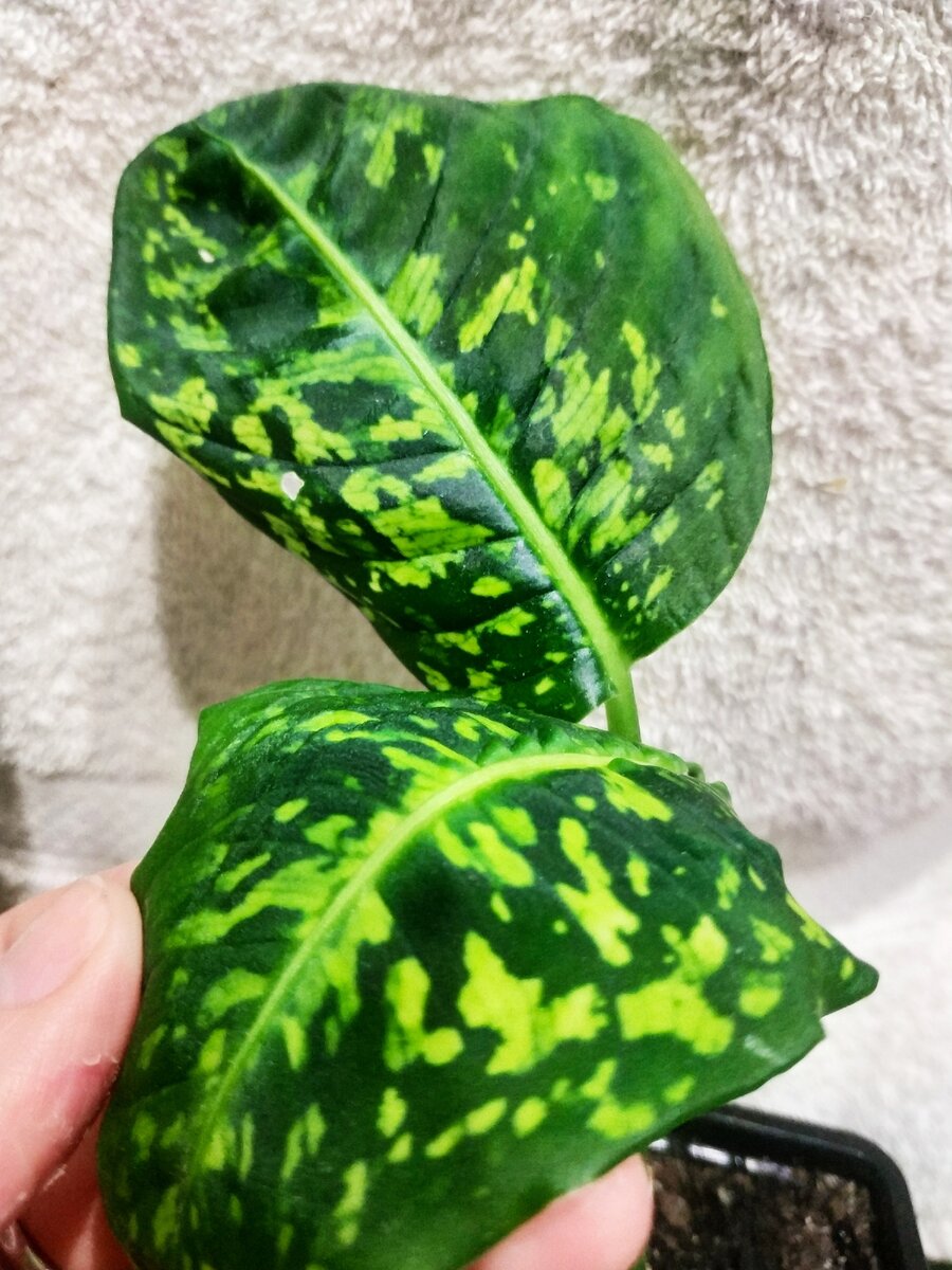 Диффенбахия пятнистая 'Рефлектор' Dieffenbachia maculata 'Reflector'.Фото автора.