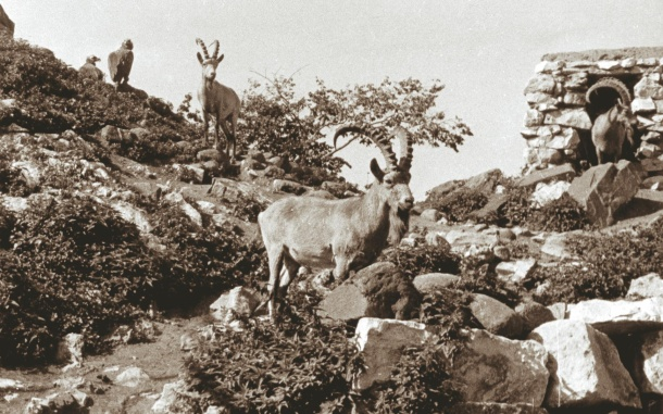  Фото с сайта https://moscowzoo.ru