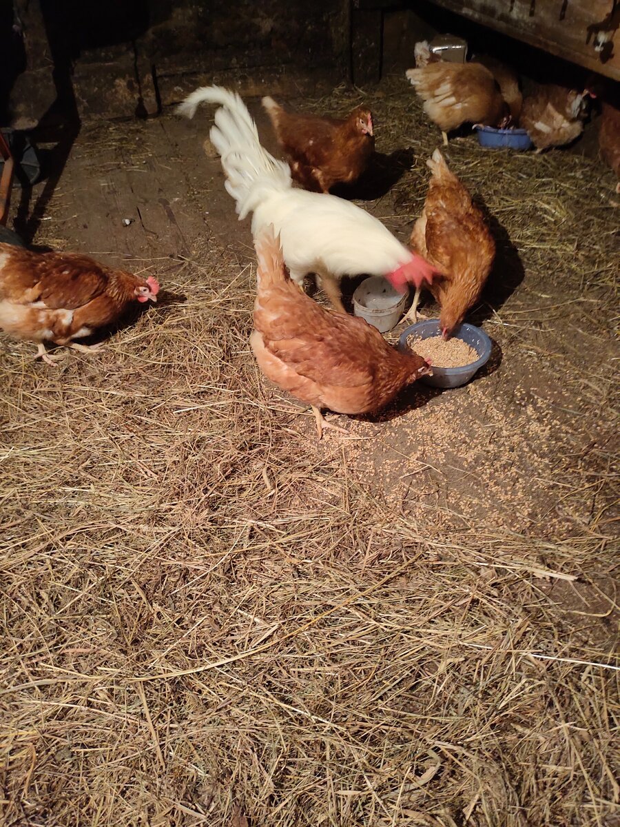 Пока приняли только одну молодку, самую смелую