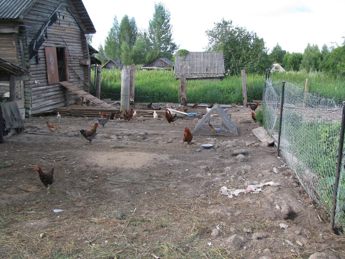 Два года после куриц трава не росла, все пропололи.