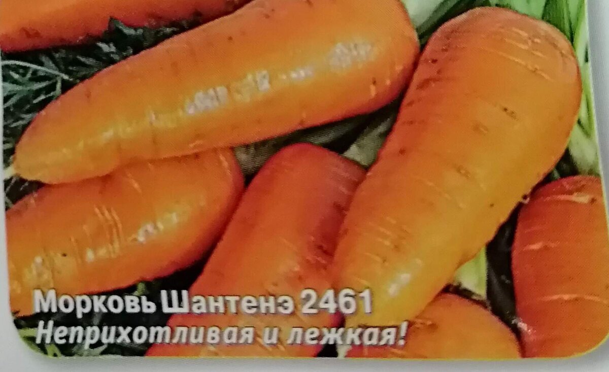 В этом году будем знакомиться с этим сортом поближе.