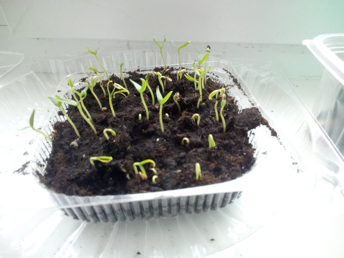 бурный всход перцев