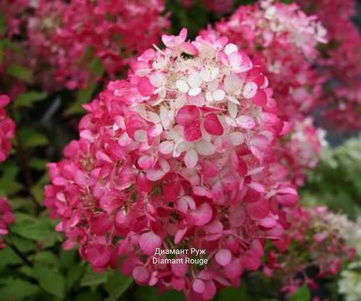 Диамант руж