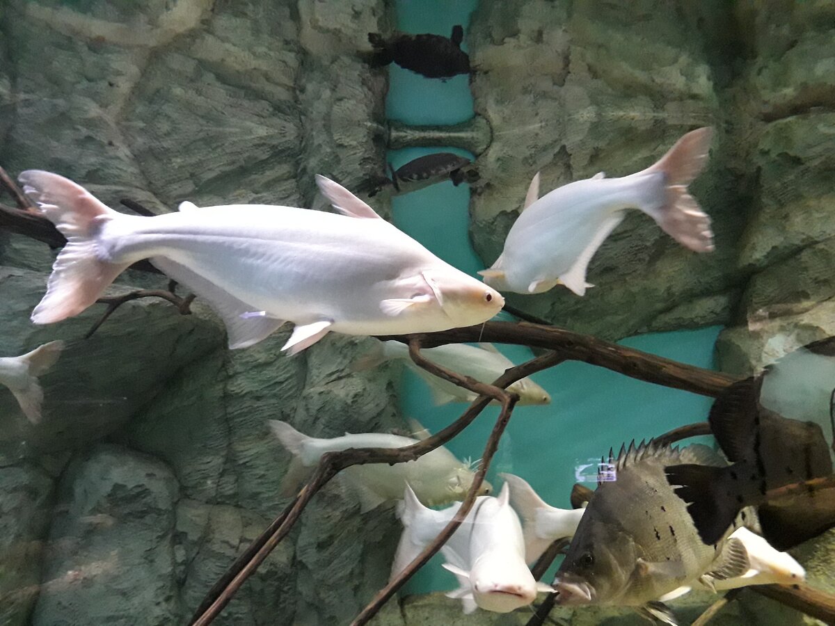 Акулы. Фото автора.