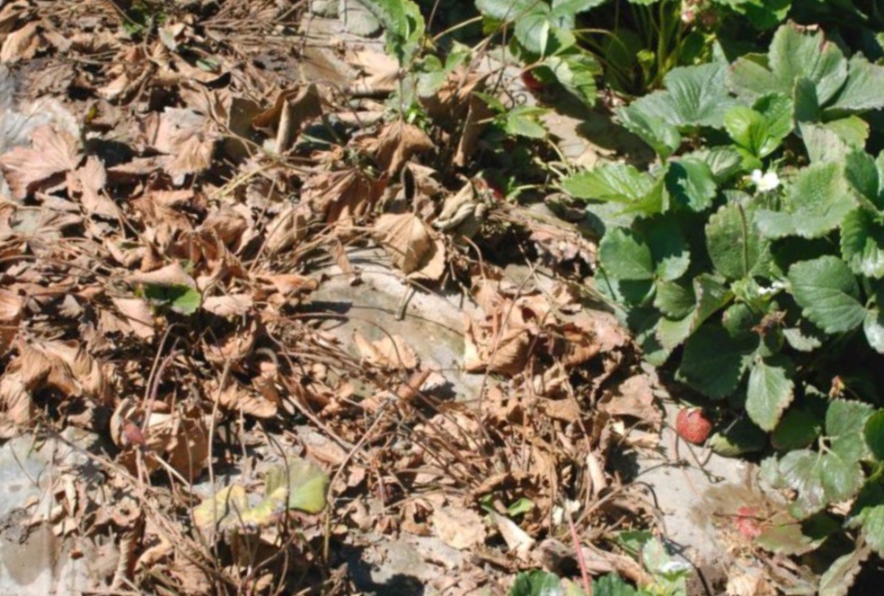 Земляника поражённая грибком. Вертициллезное увядание