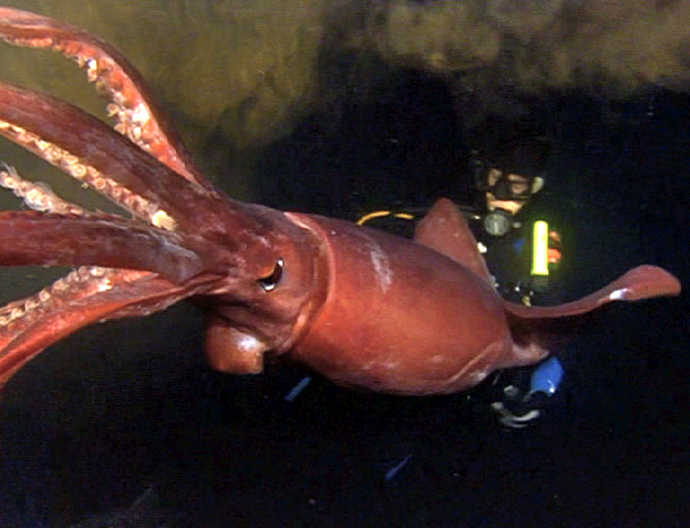 Глубоководный кальмар размеры. Антарктический гигантский кальмар. Dosidicus Gigas кальмар. Кальмар Гумбольдта самый большой в мире.