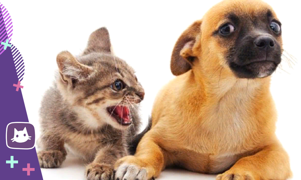 Злейшие враги или лучшие друзья: почему мы думаем, что кошки и собаки плохо ладят друг с другом