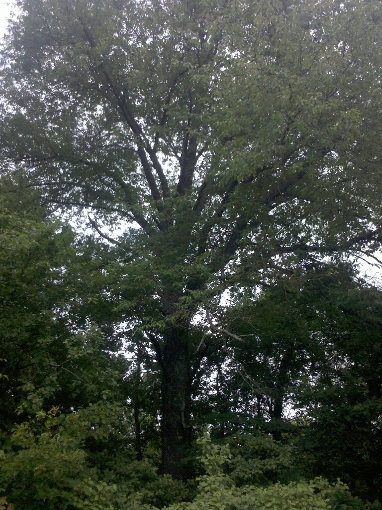 Дикая черешня. Северные Предгорья Кавказа