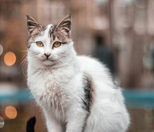 Неблагоприятные условия содержания