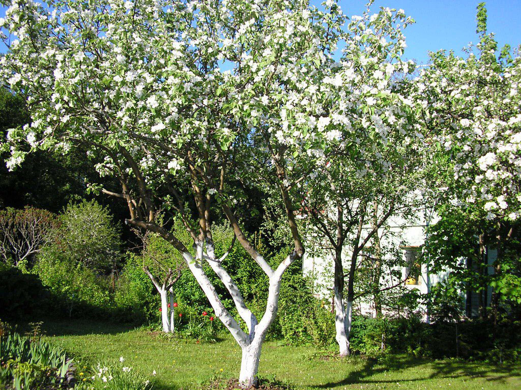 Цветение плодовых деревьев (фото Яндекс-картинки)