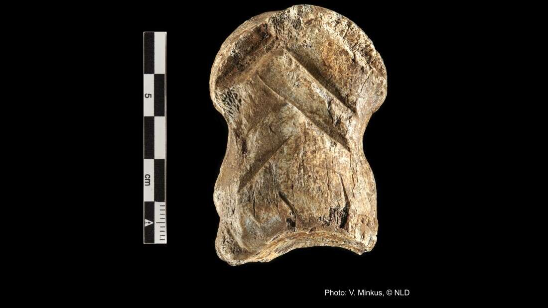 Гравированная кoсть гигантского оленя из «Пещеры Единорогов». Фото: V. Minkus, © NLD