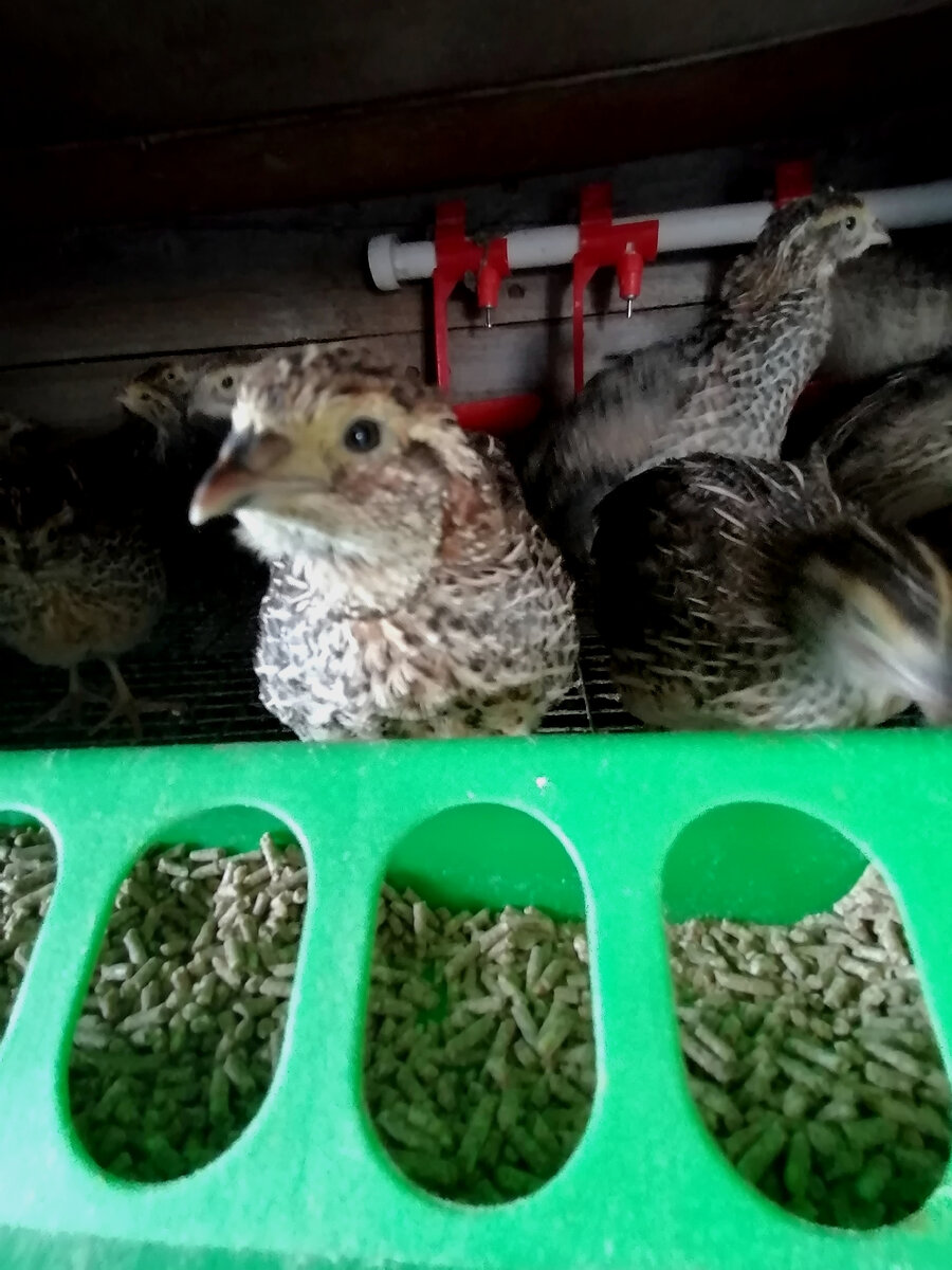 Феникс золотистый