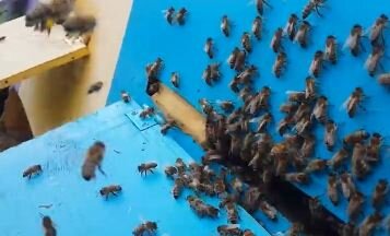 Подготовка пчел к зимовке