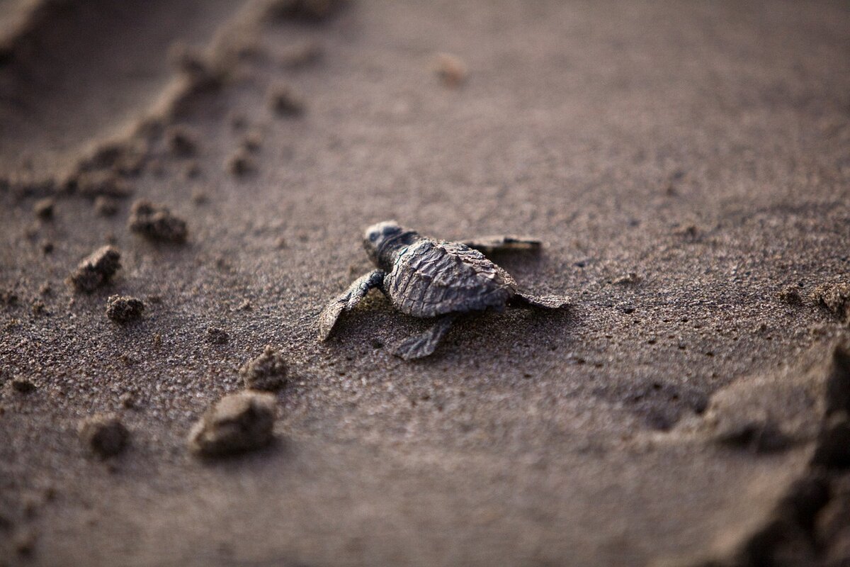 100 turtles. Морская черепаха. Серая черепаха. Морская черепаха откладывает яйца в песке на берегу.