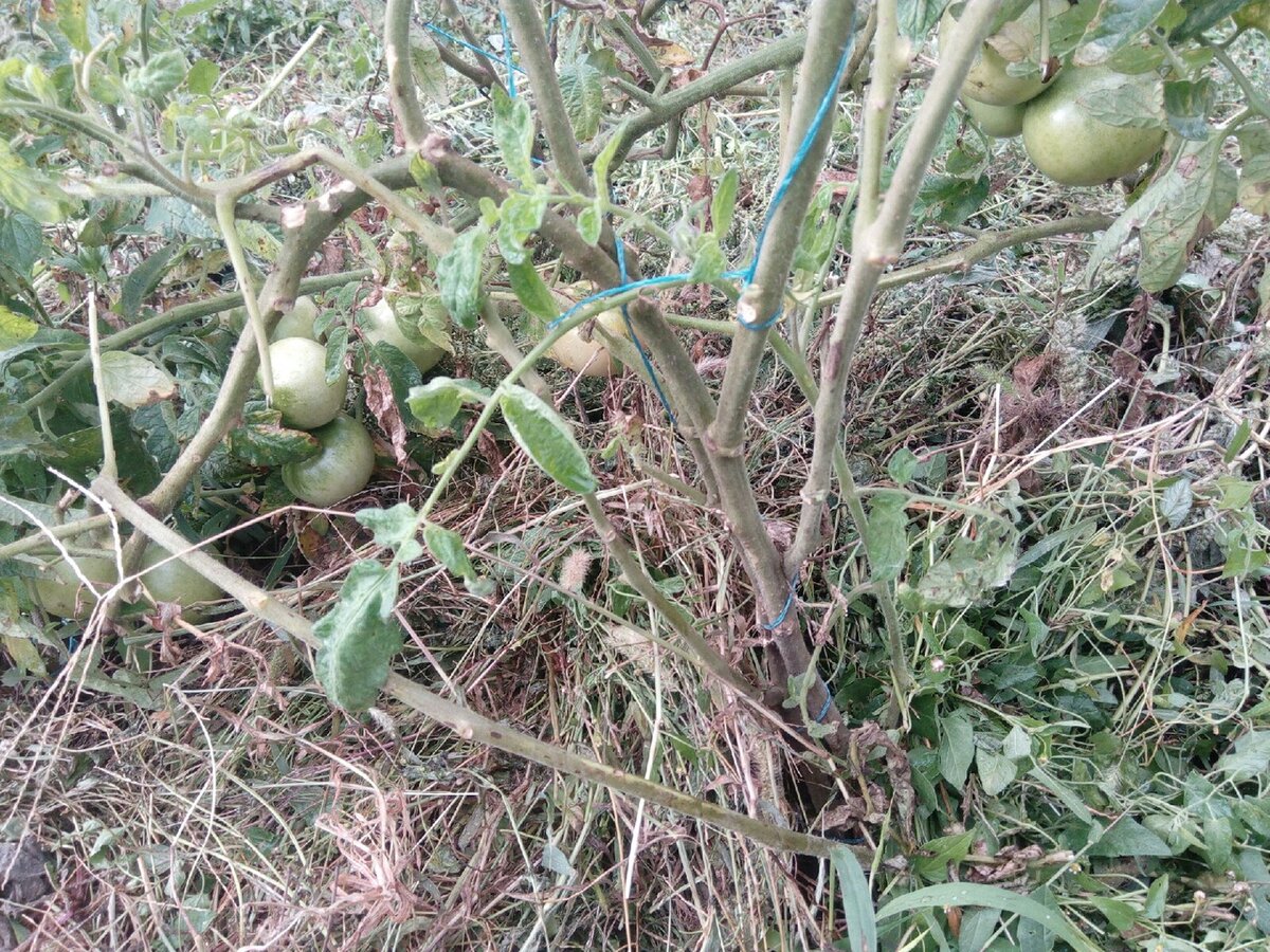 Мульча под томатами