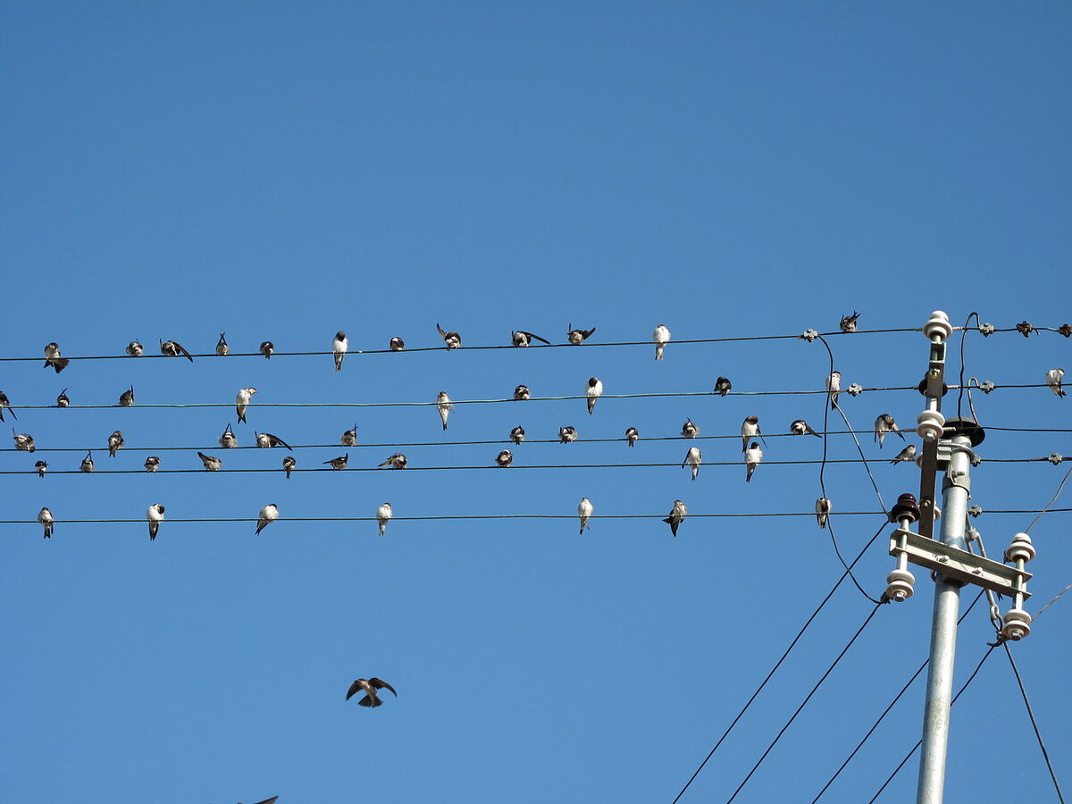Пока нет контакта проводов с землёй - птицам не грозит опасность. 