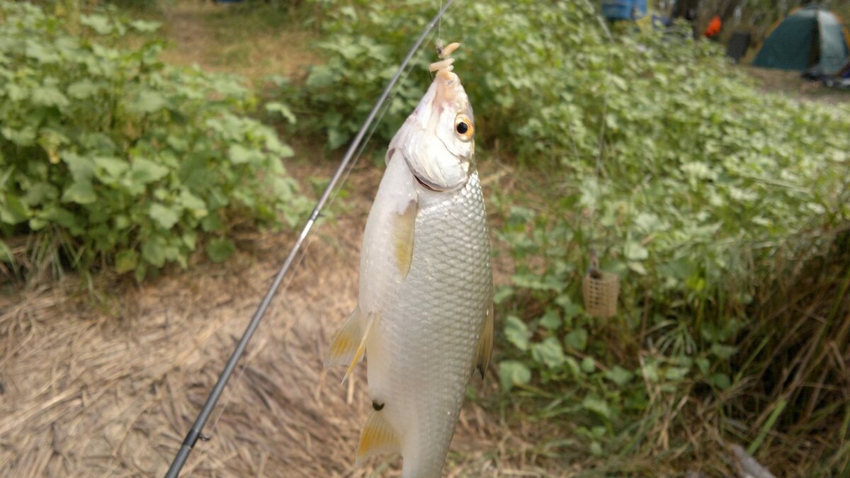 Тарань (азово-черноморский подвид плотвы), пойманная на Дону. Волгоградская область.