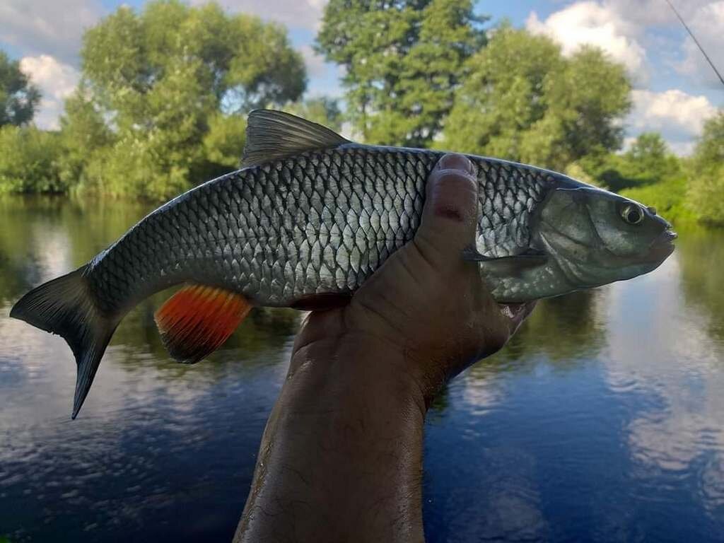 Капризный голавль на попперы в летнюю жару. Алексей Шанин. Часть 2. Anglers Practical