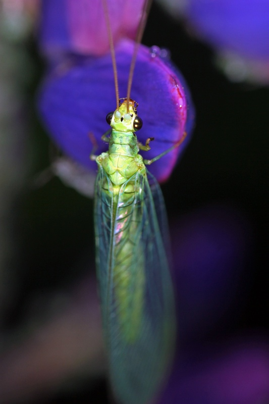 Златоглазка. Canon EOS 7D, Canon MP-E 65mm а 6.3, 1/100 с, ISO 200