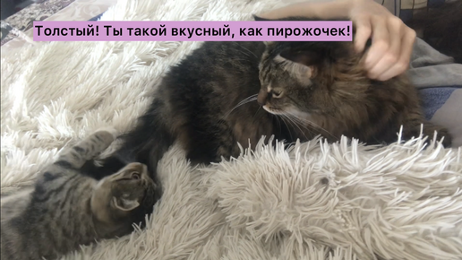 Котёнок не нашёл общий язык с котом, зато подружился с его хвостом