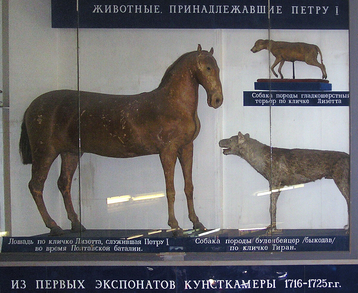 памятник лошади пржевальского в санкт петербурге