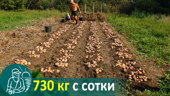 Посадка картофеля вразвал без окучивания 🚀 Выращивание по технологии Гордеевых