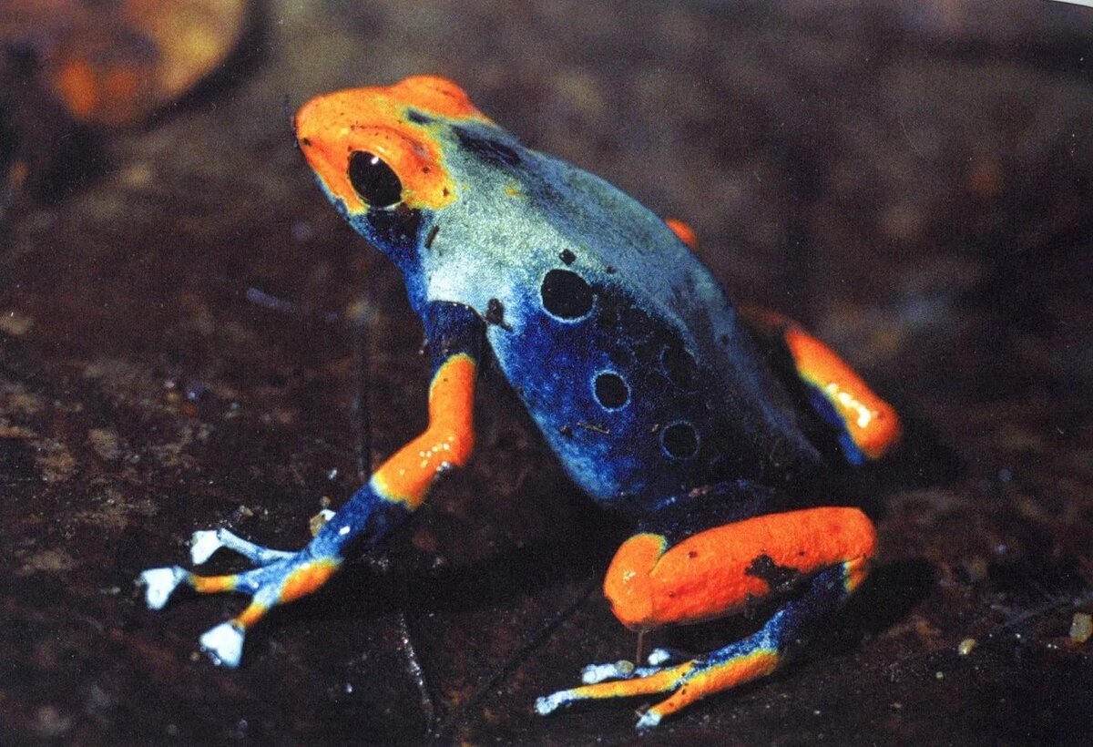 Dendrobates Tinctorius Tumucumaque -космос в мире амфибий