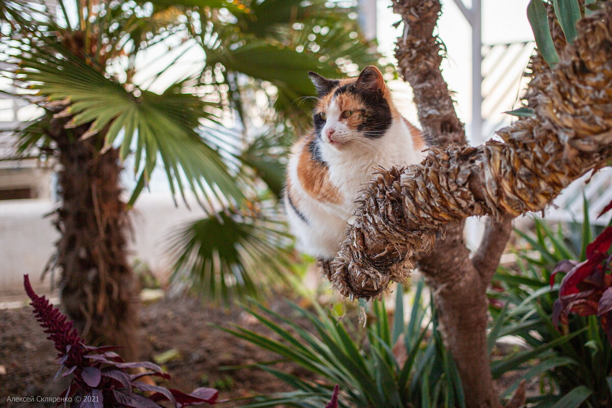 Пальмовая кошка. Гурзуфская набережная