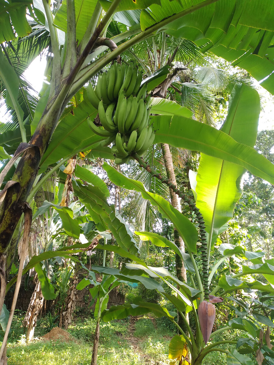 Бананы в нашем саду