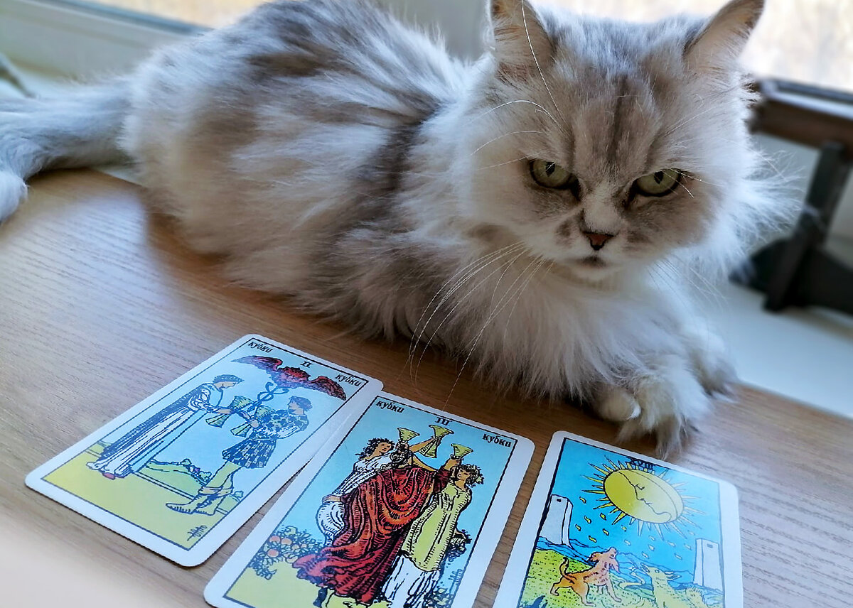 Серая кошка и карты Таро. Фото автора