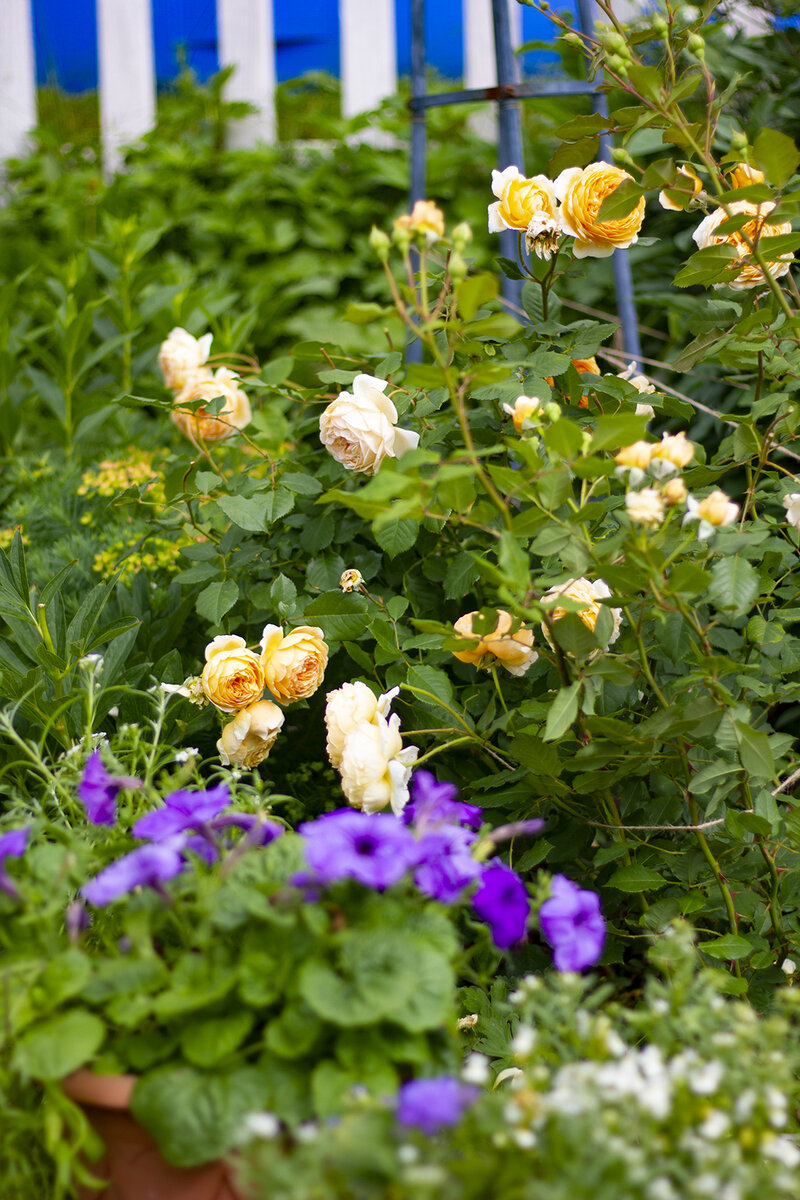 Crown Princess Margareta. Листайте карусль