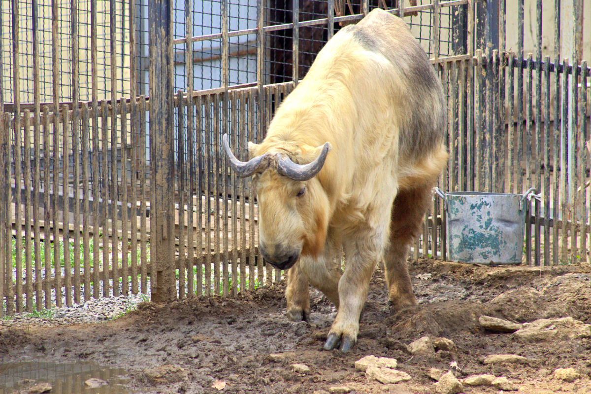 Белый Такин