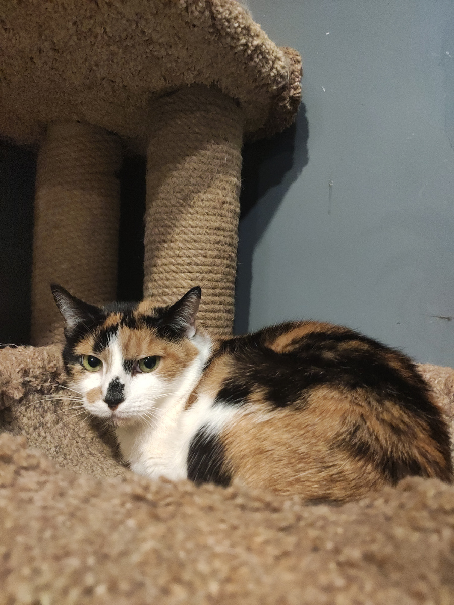 Фото автора. Наша трусливая Нюша, но зато сытая😻